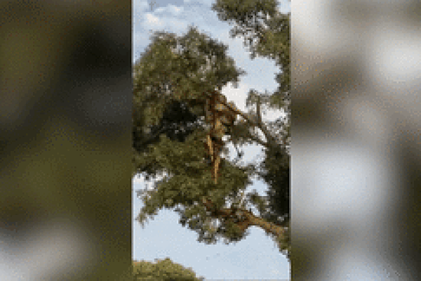 Say rượu, ma men nhảy vào chuồng sư tử để cãi nhau với chúa tể rừng xanh-1