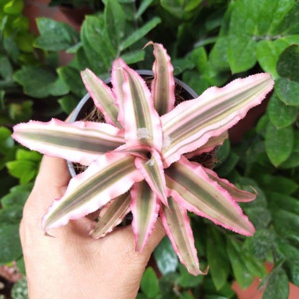 4 loại cây là con cưng của Thần Tài, vừa gọi tài lộc lại giúp gia chủ trong ấm ngoài êm-4