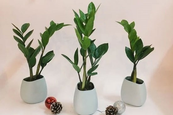 4 loại cây là con cưng của Thần Tài, vừa gọi tài lộc lại giúp gia chủ trong ấm ngoài êm