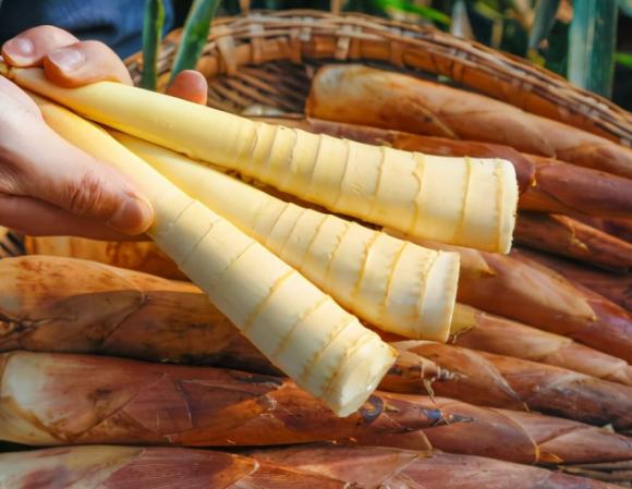 Phơi khô măng, đừng phơi trực tiếp, nhớ làm thêm 2 bước nữa thì măng khô mới trắng, ngon, để lâu không bị hỏng-1