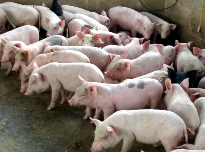 Bỏ lương ngàn USD đi nuôi lợn, ngay năm đầu thắng lớn 1,7 tỷ đồng-1