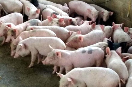 Bỏ lương ngàn USD đi nuôi lợn, ngay năm đầu thắng lớn 1,7 tỷ đồng