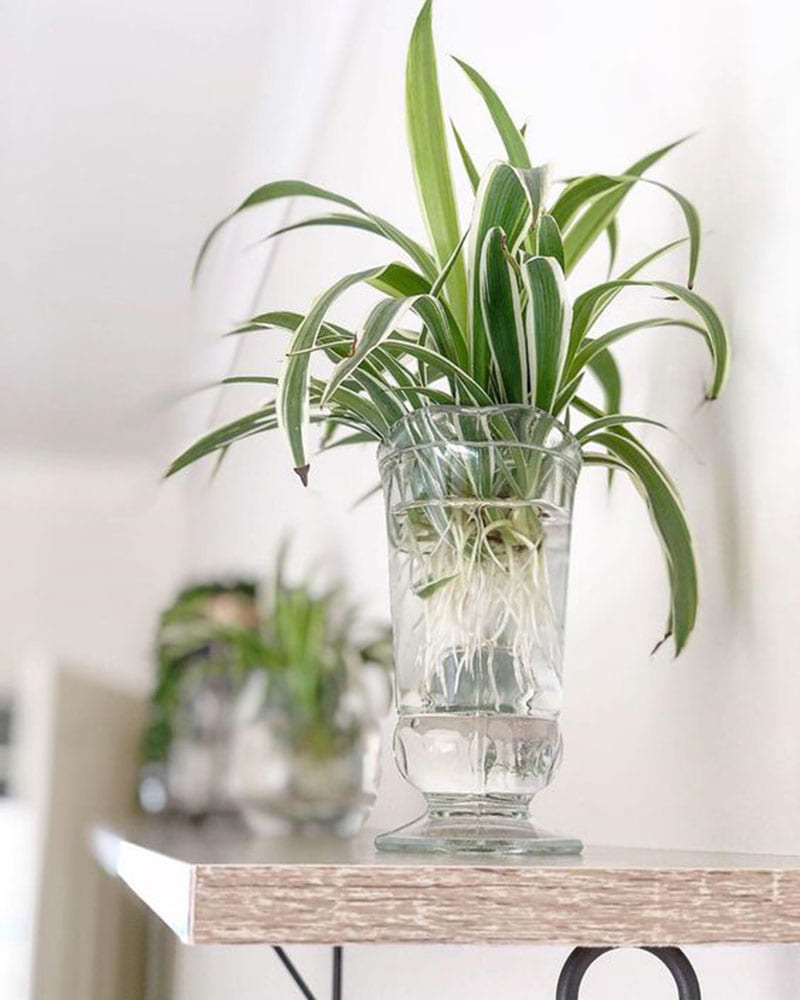 8 loại cây cảnh nên trồng trong nhà bếp vì có khả năng lọc không khí và khử mùi cực tốt-5