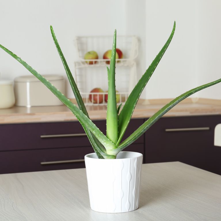 8 loại cây cảnh nên trồng trong nhà bếp vì có khả năng lọc không khí và khử mùi cực tốt-6