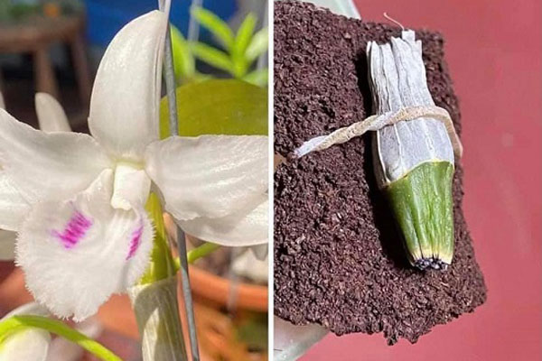 Người phụ nữ mua mắt ngủ lan đột biến Đôi mắt Pleiku giá 17,6 tỷ đồng lên tiếng-5