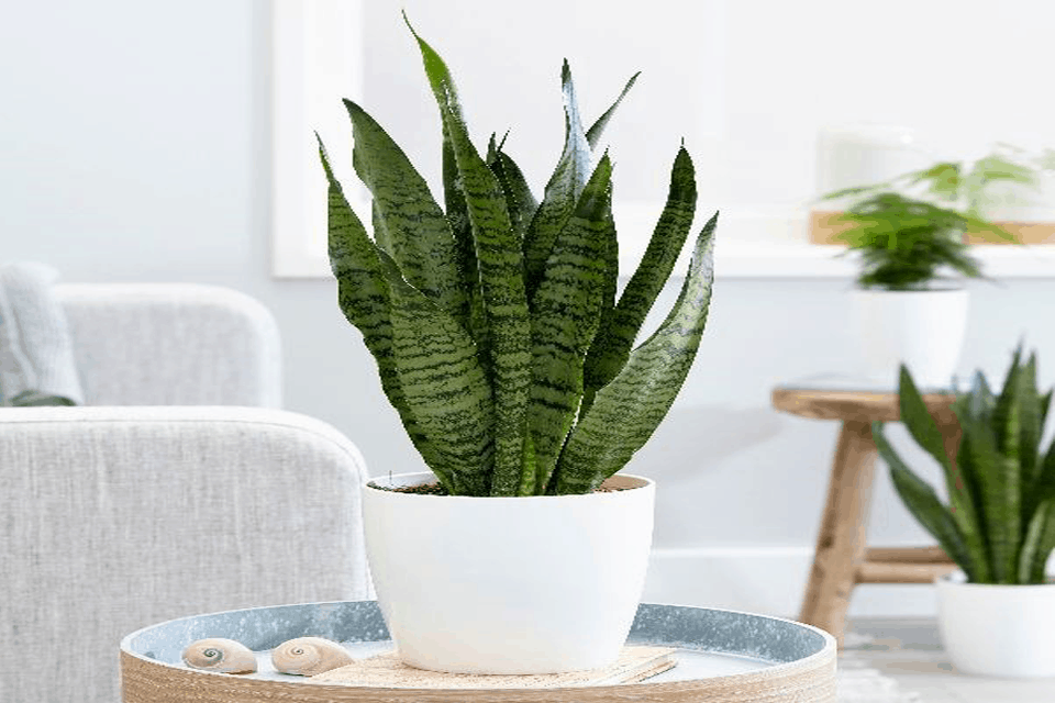 8 loại cây cảnh nên trồng trong nhà bếp vì có khả năng lọc không khí và khử mùi cực tốt-9