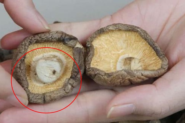 Mẹo chăm sóc quạt điện với các phương pháp vệ sinh thủ công và dễ dàng-6