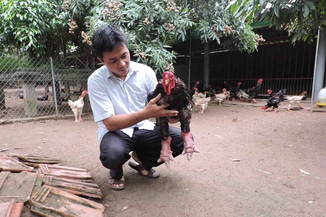Gà Đông Tảo quý hiếm thế nào mà có giá bán trên trời, cao đến kinh ngạc?-4