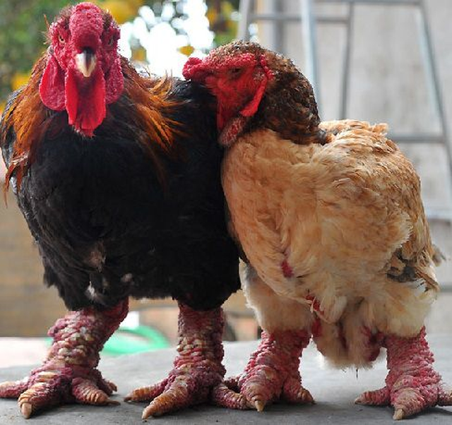 Gà Đông Tảo quý hiếm thế nào mà có giá bán trên trời, cao đến kinh ngạc?-3