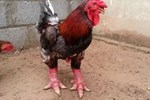 Bốn giống gà đắt cắt cổ vẫn được ưa chuộng tại Việt Nam-12