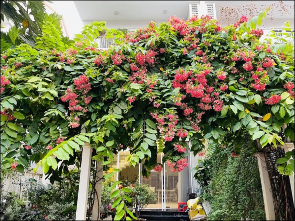 Biệt thự của Thân Thúy Hà có thêm góc chill ngập hoa tươi siêu lãng mạn, không gian sống xanh ai cũng mơ ước-5