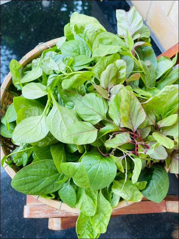 Biệt thự của Thân Thúy Hà có thêm góc chill ngập hoa tươi siêu lãng mạn, không gian sống xanh ai cũng mơ ước-12