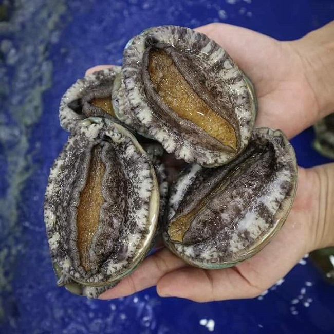 Bào ngư Hàn Quốc giá rẻ như rau bán đầy chợ mạng, thực hư thế nào?-3