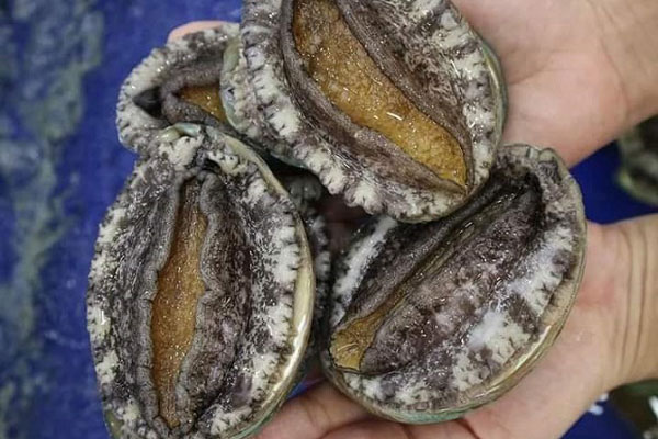 Sự thật về bào ngư khô, sá sùng khô giá rẻ-3