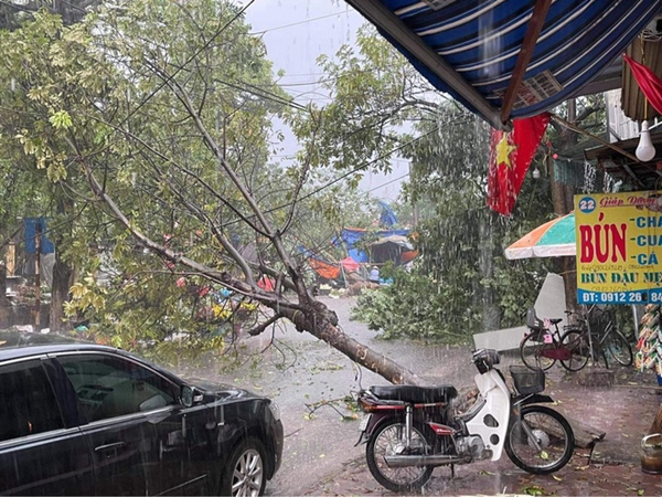 Hà Nội: Hàng loạt cây xanh bật gốc đổ rạp xuống đường sau cơn mưa lớn đầu mùa-1