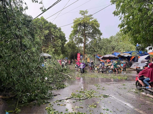 Hà Nội: Hàng loạt cây xanh bật gốc đổ rạp xuống đường sau cơn mưa lớn đầu mùa-2