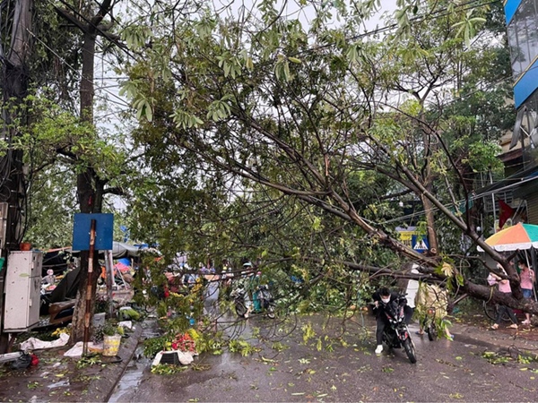 Hà Nội: Hàng loạt cây xanh bật gốc đổ rạp xuống đường sau cơn mưa lớn đầu mùa-3