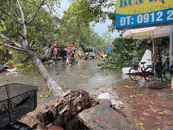 Hà Nội: Hàng loạt cây xanh bật gốc đổ rạp xuống đường sau cơn mưa lớn đầu mùa-4