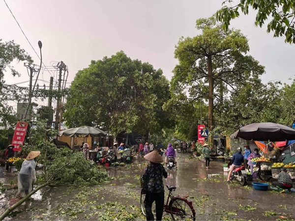 Hà Nội: Hàng loạt cây xanh bật gốc đổ rạp xuống đường sau cơn mưa lớn đầu mùa-6