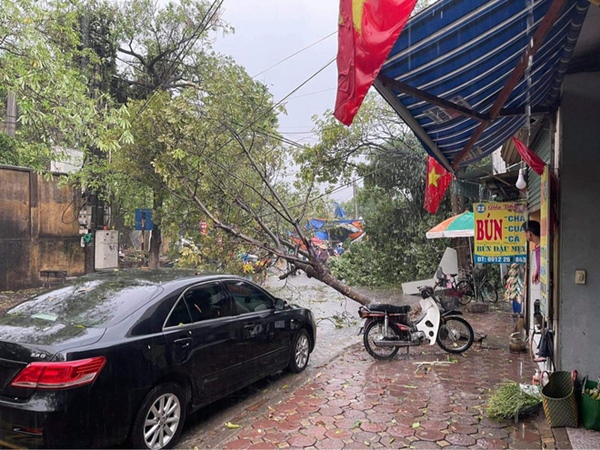 Hà Nội: Hàng loạt cây xanh bật gốc đổ rạp xuống đường sau cơn mưa lớn đầu mùa-7