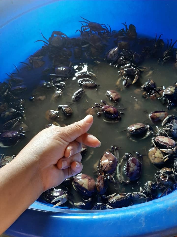 Cua đá, cua đồng xay sẵn đông lạnh bán la liệt, giá rẻ đáng sợ-4