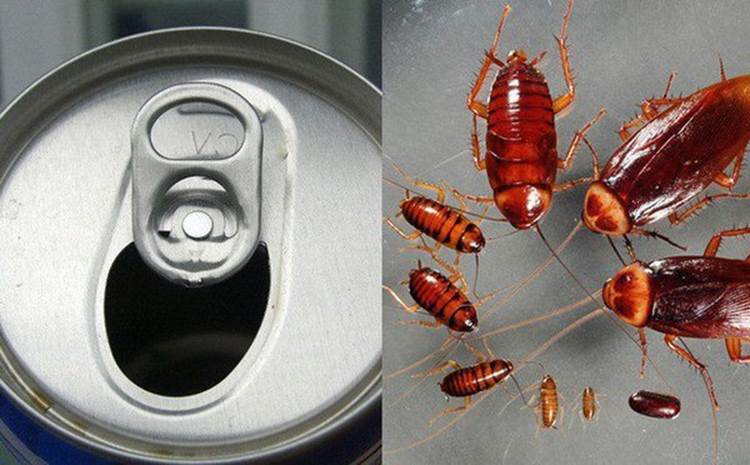 Dùng lon bia uống dở 1 phát chết trăm, cả đàn gián một đi không trở lại-1