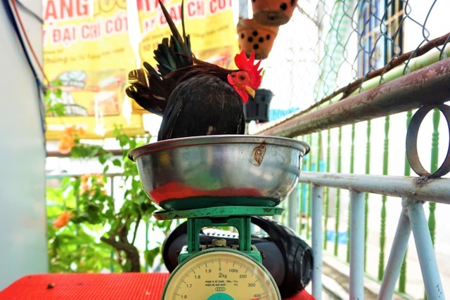 Miền Tây xuất hiện gà lạ thích mát xa, uống rượu, giá tiền triệu mỗi con-3