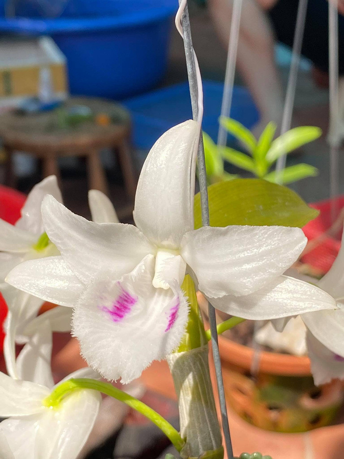 Người phụ nữ mua mắt ngủ lan đột biến Đôi mắt Pleiku giá 17,6 tỷ đồng lên tiếng-2