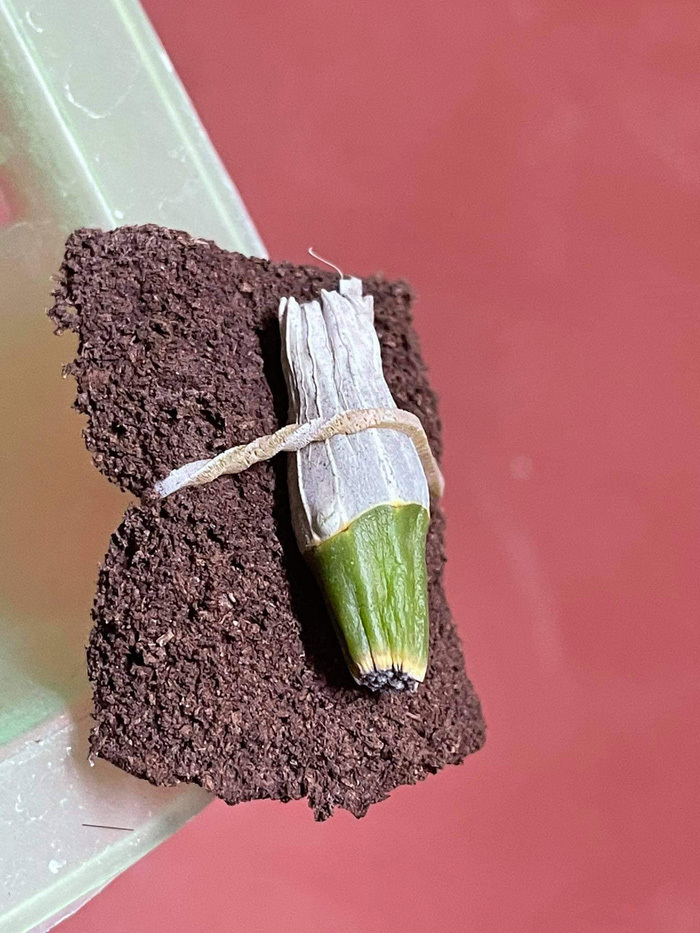 Người phụ nữ mua mắt ngủ lan đột biến Đôi mắt Pleiku giá 17,6 tỷ đồng lên tiếng-3