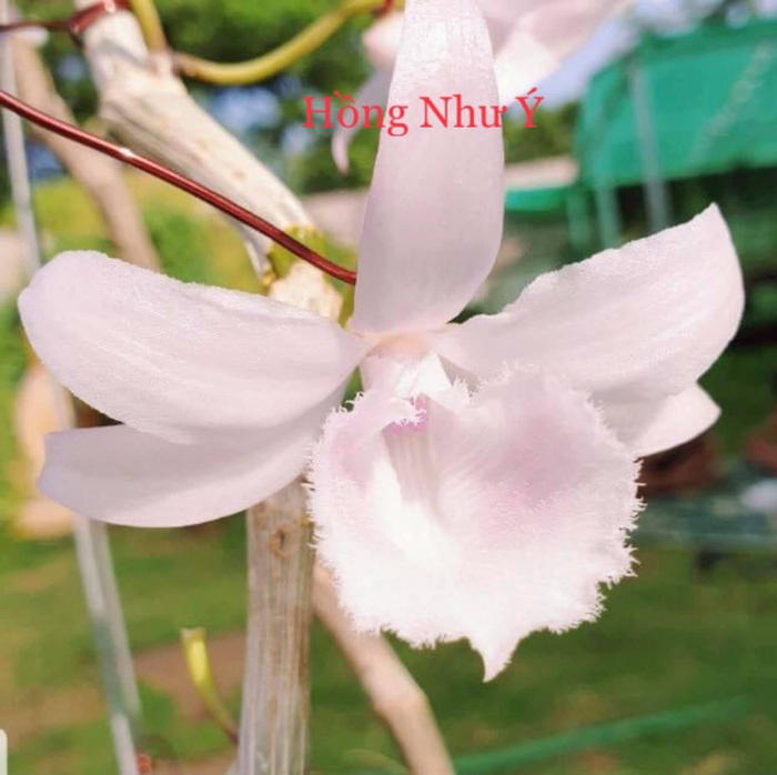 Người phụ nữ mua mắt ngủ lan đột biến Đôi mắt Pleiku giá 17,6 tỷ đồng lên tiếng-4