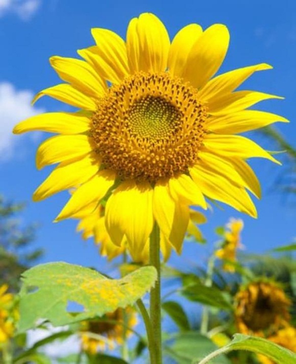 3 tháng tới sao may mắn tìm đến tận cửa, 4 con giáp quý nhân phù trợ, tai bay vạ gió qua hết, cuộc sống ngày càng khởi sắc-2