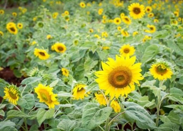 3 tháng tới sao may mắn tìm đến tận cửa, 4 con giáp quý nhân phù trợ, tai bay vạ gió qua hết, cuộc sống ngày càng khởi sắc-3