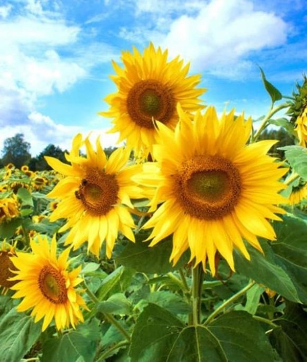 3 tháng tới sao may mắn tìm đến tận cửa, 4 con giáp quý nhân phù trợ, tai bay vạ gió qua hết, cuộc sống ngày càng khởi sắc-4