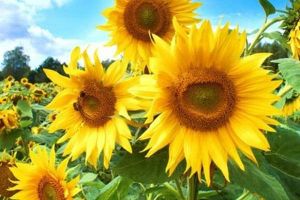 Từ nay đến cuối năm 2021, 3 con giáp có cát tinh soi chiếu, phúc lộc đầy nhà, tài sản tăng phi mã-4