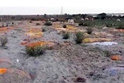Sau vụ xác chết trôi dạt trên sông Hằng, Ấn Độ tiếp tục phát hiện hàng chục thi thể vô danh bị chôn vùi dưới cát