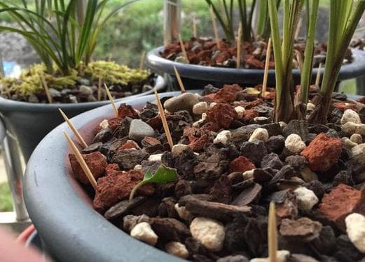 Cắm nhiều cây tăm vào một chậu cây, hóa ra có nhiều lợi ích và kiến thức đến vậy-1