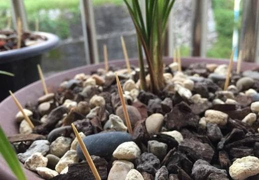 Cắm nhiều cây tăm vào một chậu cây, hóa ra có nhiều lợi ích và kiến thức đến vậy-2