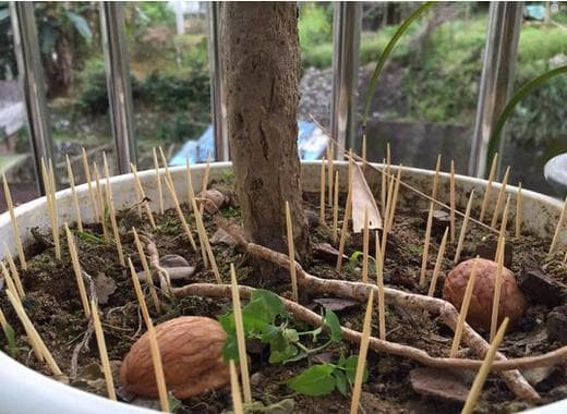 Cắm nhiều cây tăm vào một chậu cây, hóa ra có nhiều lợi ích và kiến thức đến vậy-4