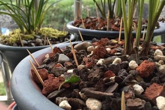 Cắm nhiều cây tăm vào một chậu cây, hóa ra có nhiều lợi ích và kiến thức đến vậy