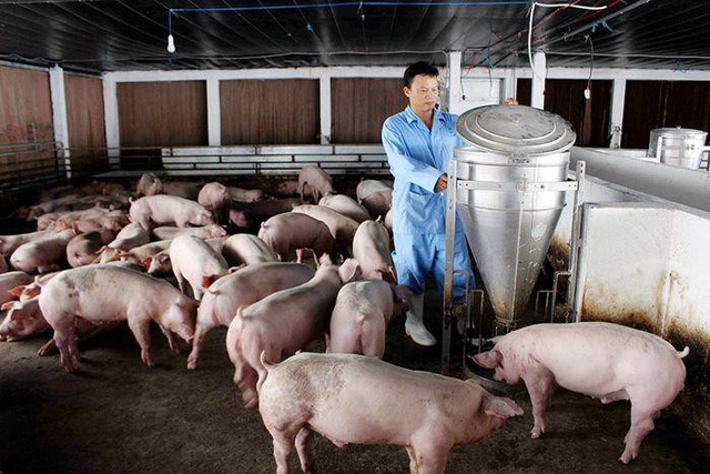 Vì sao thịt lợn rớt giá kỷ lục?-1