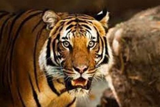 Từ giữa tháng 4 âm lịch tài lộc rủng rỉnh, công việc làm ăn suôn sẻ, 3 con giáp phát tài phát lộc