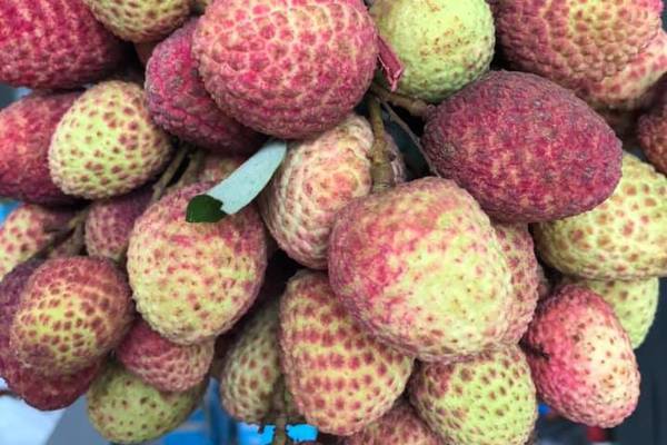 Mới đầu mùa: Vải u hồng, vải lai đã rớt giá thảm-1