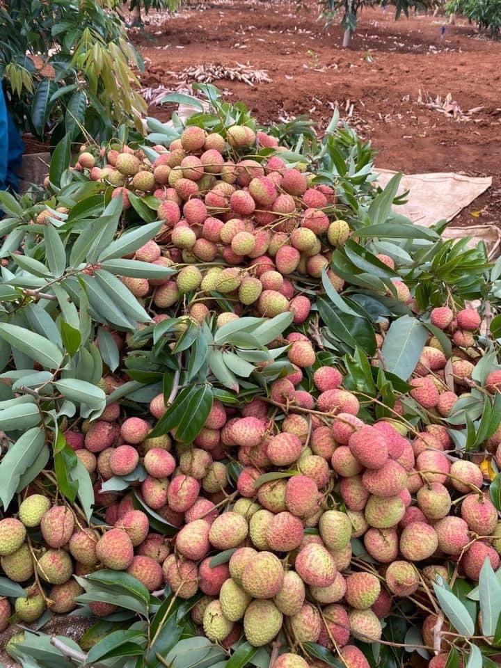 Mới đầu mùa: Vải u hồng, vải lai đã rớt giá thảm-2