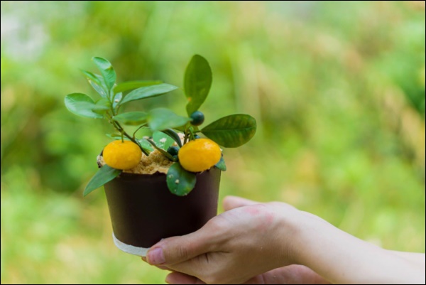 Đã xinh đẹp giỏi giang còn đảm đang khéo léo, Hoa hậu Ngọc Hân trổ tài làm bánh hình chậu quất mini cực độc đáo-4