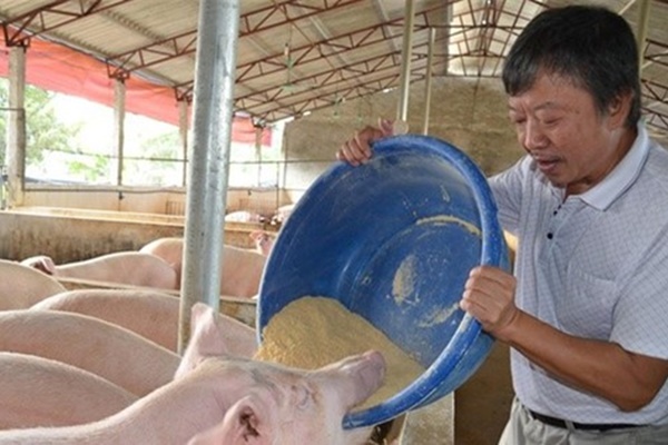 Giá lợn hơi bắt đáy của năm, nhiều hộ chăn nuôi treo chuồng-4