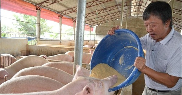 Giá lợn hơi giảm kỷ lục, người nuôi lao đao-1