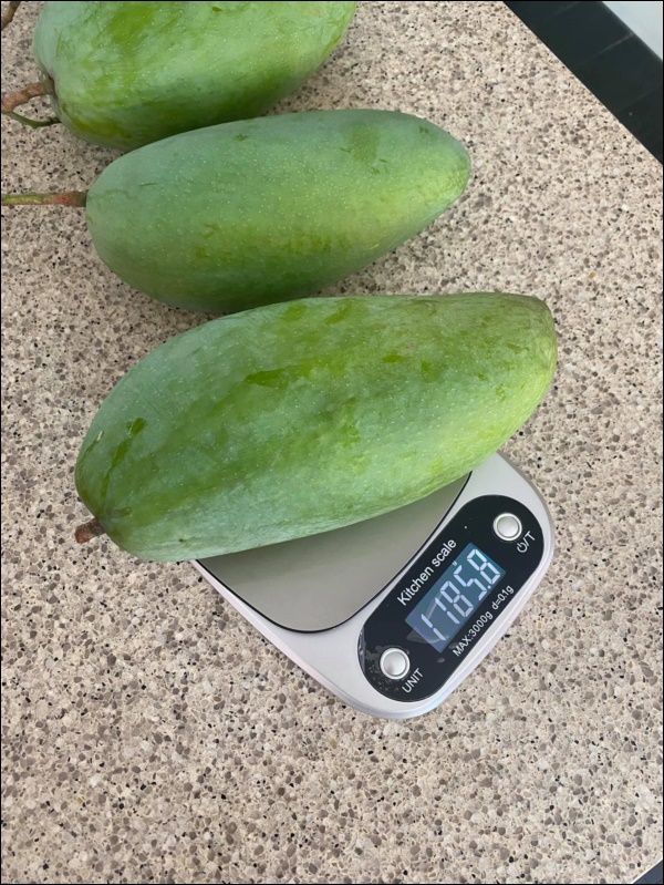 Biệt thự triệu đô của Tăng Thanh Hà và ông xã Louis Nguyễn vào hè cây trái sai trĩu quả, ai nhìn cũng thích mê-7