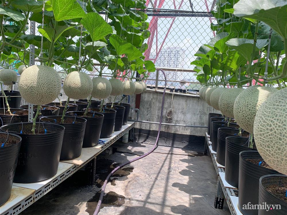 Vườn dưa lưới hữu cơ trên sân thượng với trái to đều tăm tắp ai nhìn cũng mê của cặp vợ chồng trẻ Sài Gòn-2