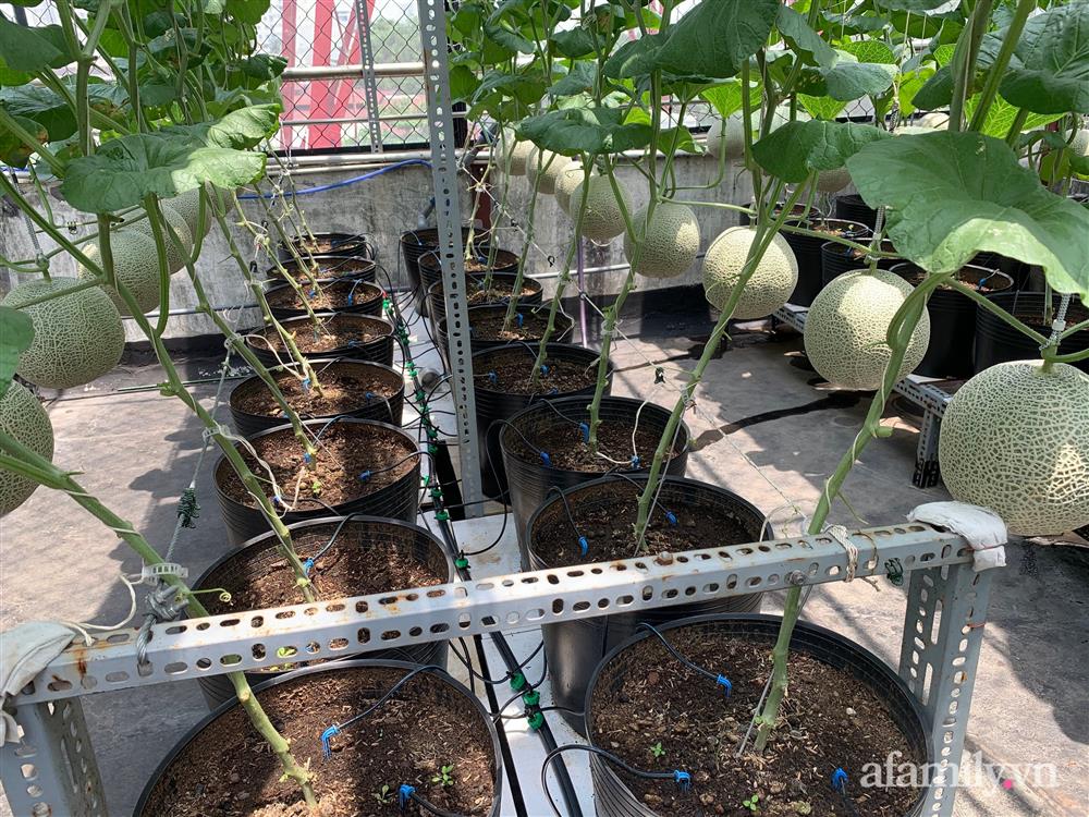 Vườn dưa lưới hữu cơ trên sân thượng với trái to đều tăm tắp ai nhìn cũng mê của cặp vợ chồng trẻ Sài Gòn-3