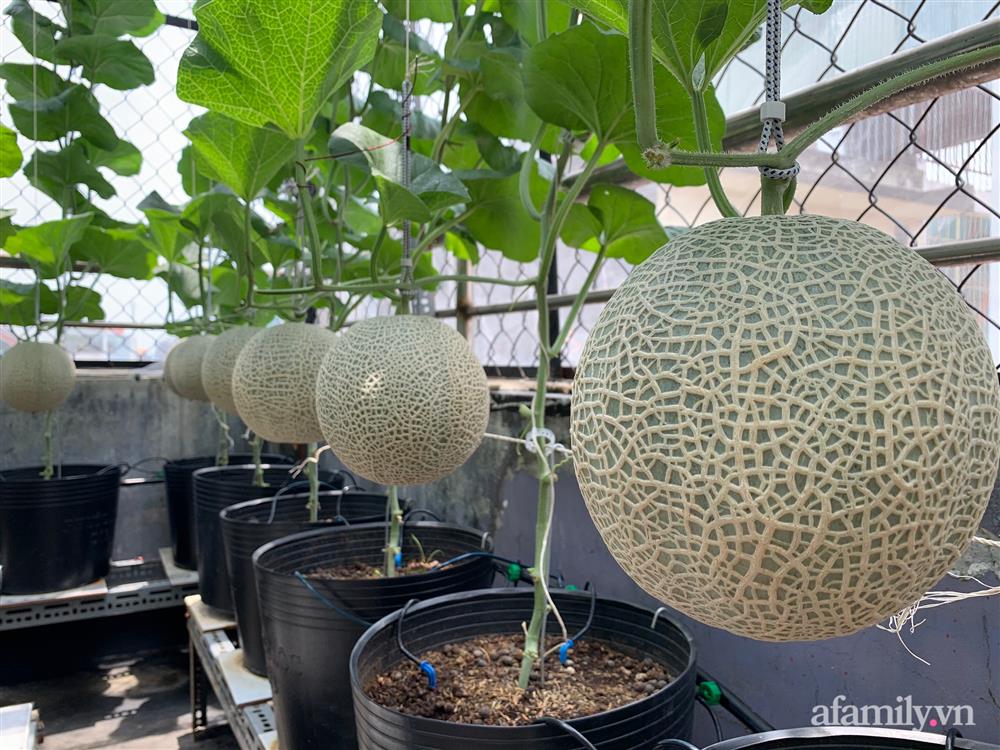 Vườn dưa lưới hữu cơ trên sân thượng với trái to đều tăm tắp ai nhìn cũng mê của cặp vợ chồng trẻ Sài Gòn-5